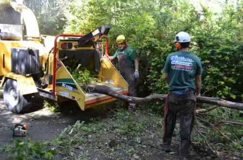 tree services Pine Grove